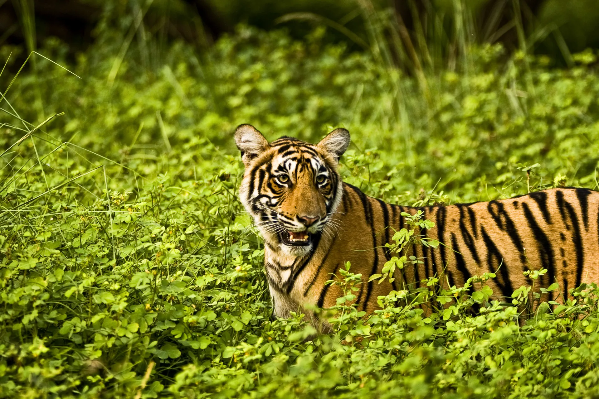 Af de store katte varierer tigeren mest i størrelse - fra 65 til 320 kg