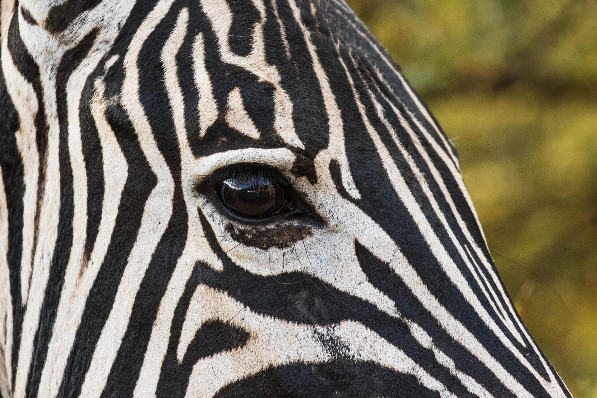 Zebraen ser godt i svagt lys og har et næsten 140 graders synsfelt