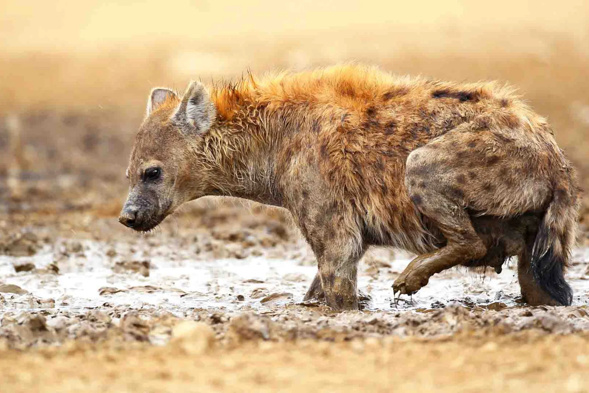 Hyænerne lever i store, komplekse klaner med en stærk social struktur