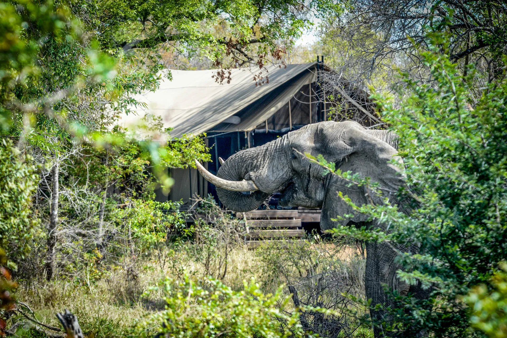 Dyrene kommer tæt på i campen Dyrene kommer tæt på i campen