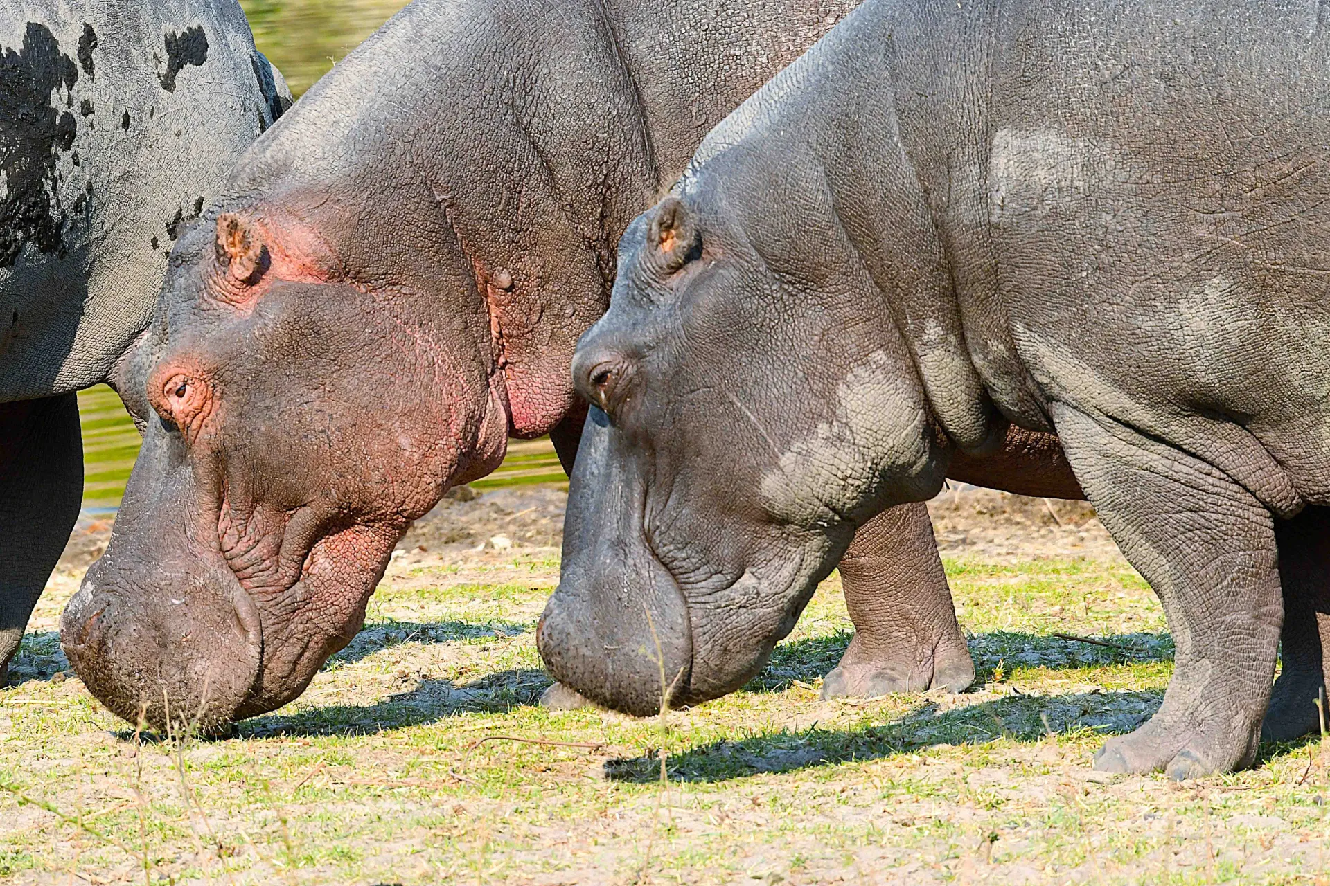Flodheste lever hovedsageligt af græs, som de spiser om natten.
