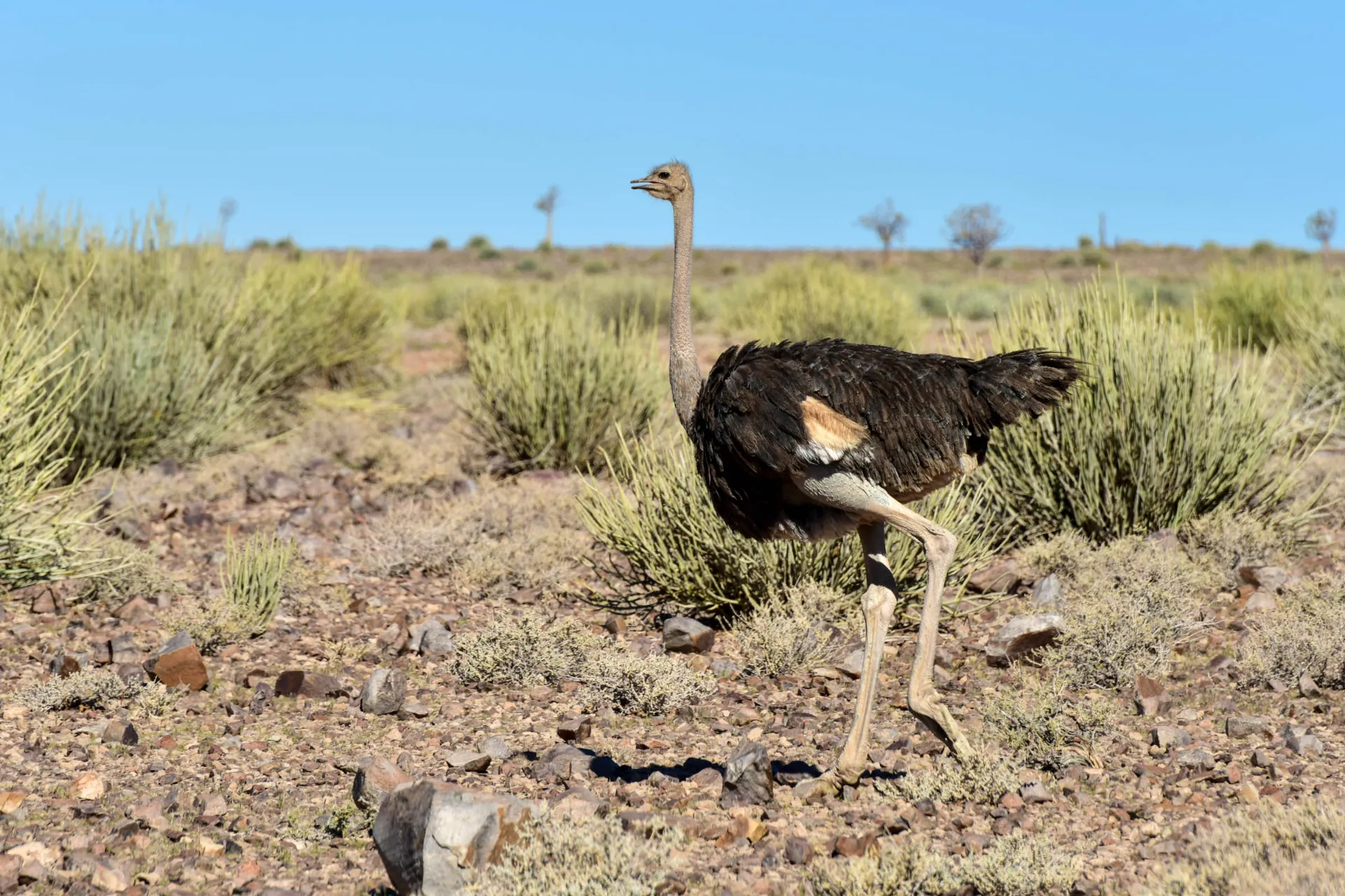 Strudsens hjerne er mindre end dens øje Strudsens hjerne er mindre end dens øje