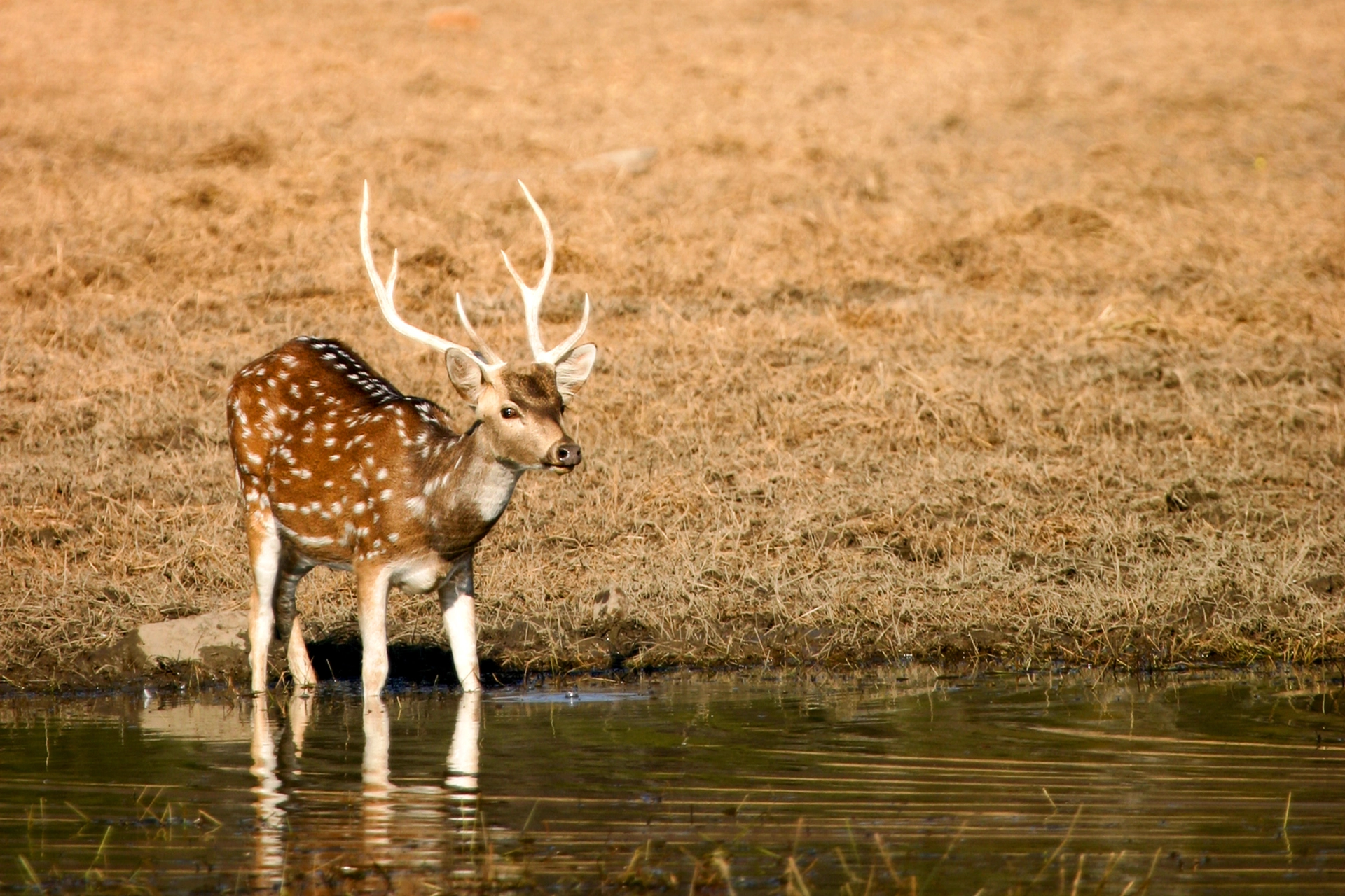Axishjort, Ranthambore Nationalpark