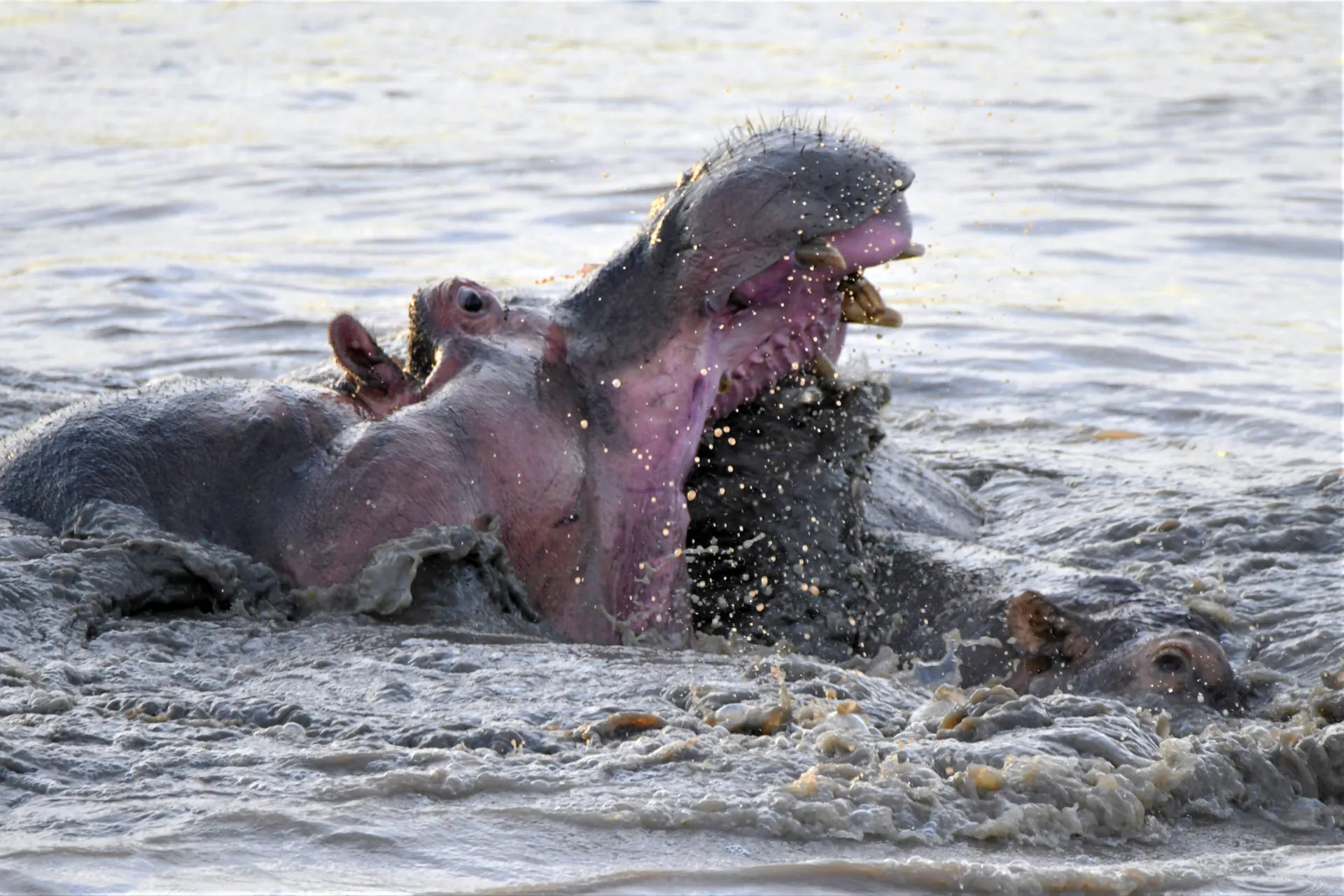 Flodhesten opholder sig det meste af dagen i vand eller mudder - dens gab er på 150 grader - mod menneskets 45 grader Flodhesten opholder sig det meste af dagen i vand eller mudder - dens gab er på 150 grader - mod menneskets 45 grader