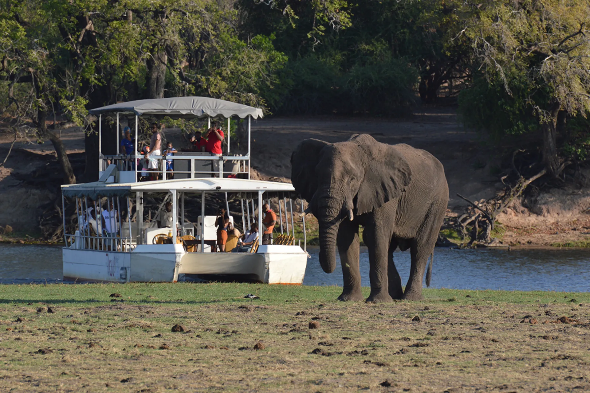Den afrikanske savanneelefant kan veje op til 7.000 kg - hunnerne lidt over det halve