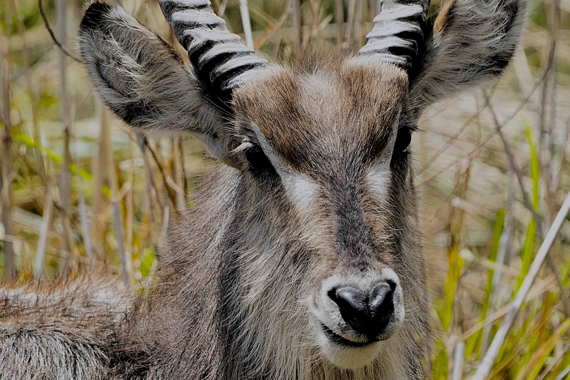 Portrætfoto af waterbuck