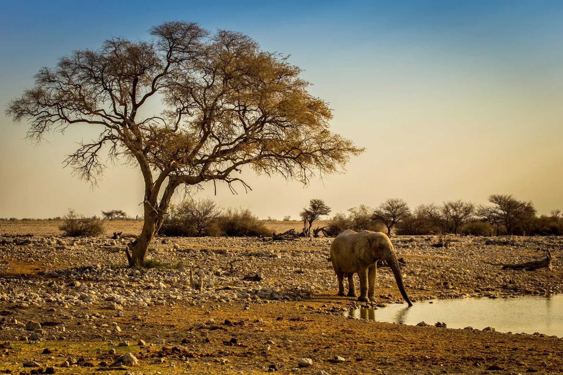 Elefanten kan suge ca. 10 liter vand op i snablen ad gangen Elefanten kan suge ca. 10 liter vand op i snablen ad gangen