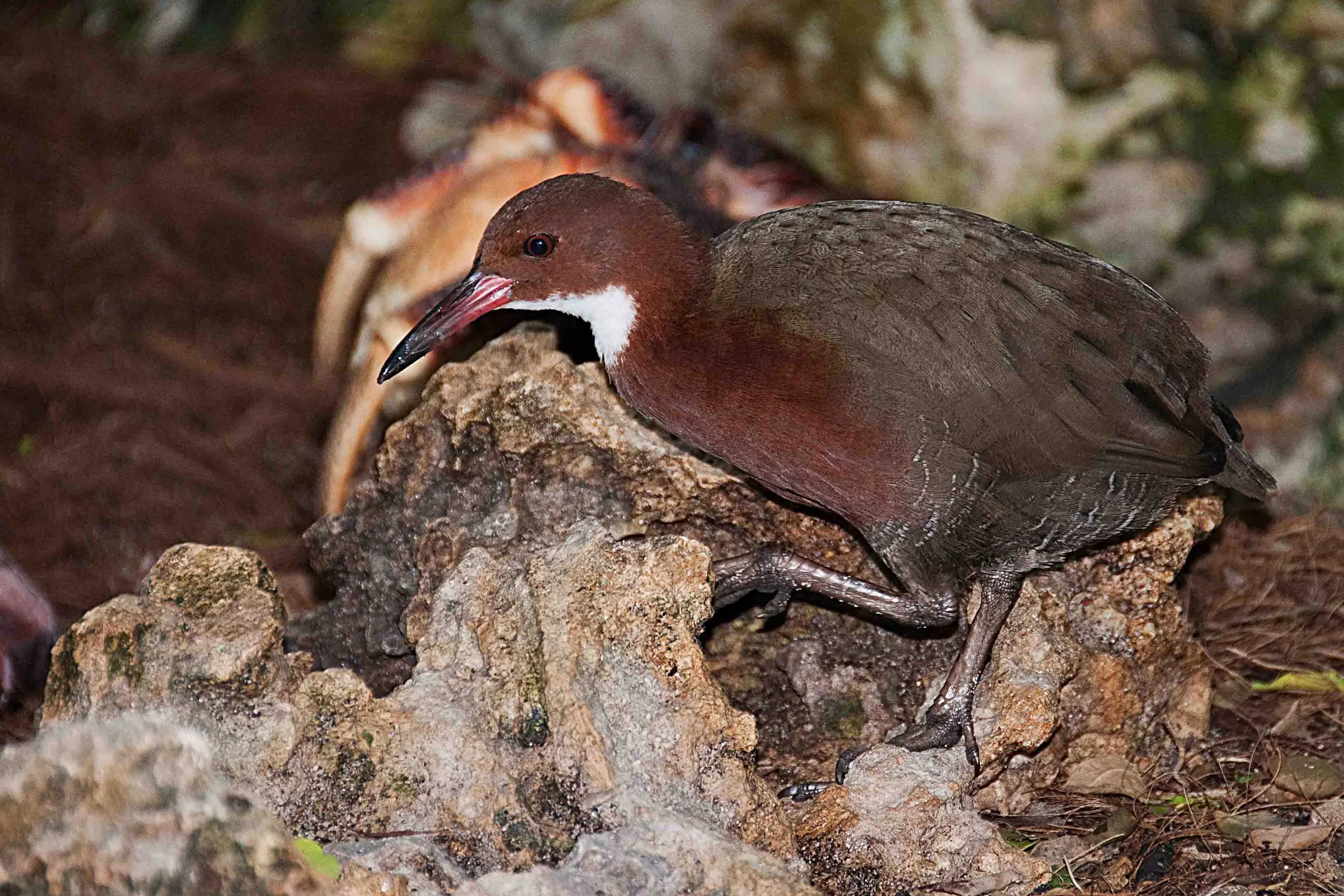 Den Hvidstrubede Rikse er genopstået efter at have været uddød i tusinde år
