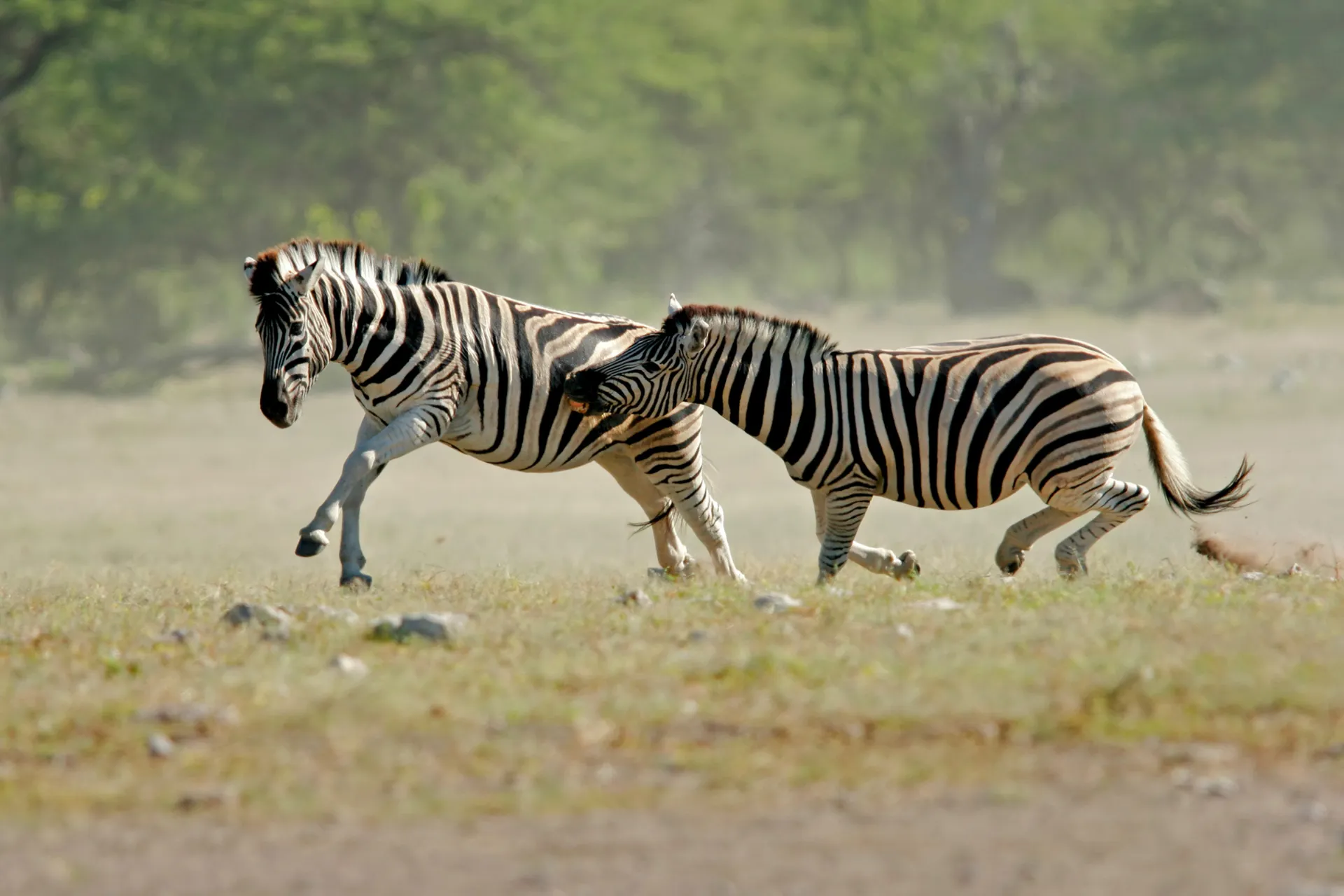 Zebraer i fuld fart over savannen i Etosha Nationalpark Zebraer i fuld fart over savannen i Etosha Nationalpark