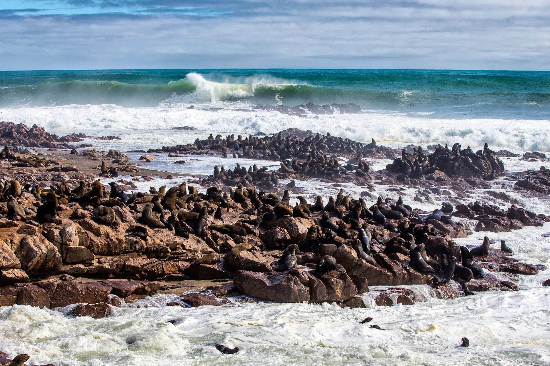 Sælerne slapper af i kolonien Sælerne slapper af i kolonien