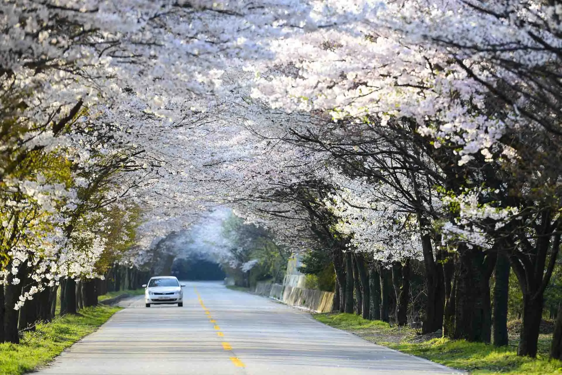 Forårsstemning med blomstrende kirsebærtræer i Naejangsan Nationalpark Forårsstemning med blomstrende kirsebærtræer i Naejangsan Nationalpark