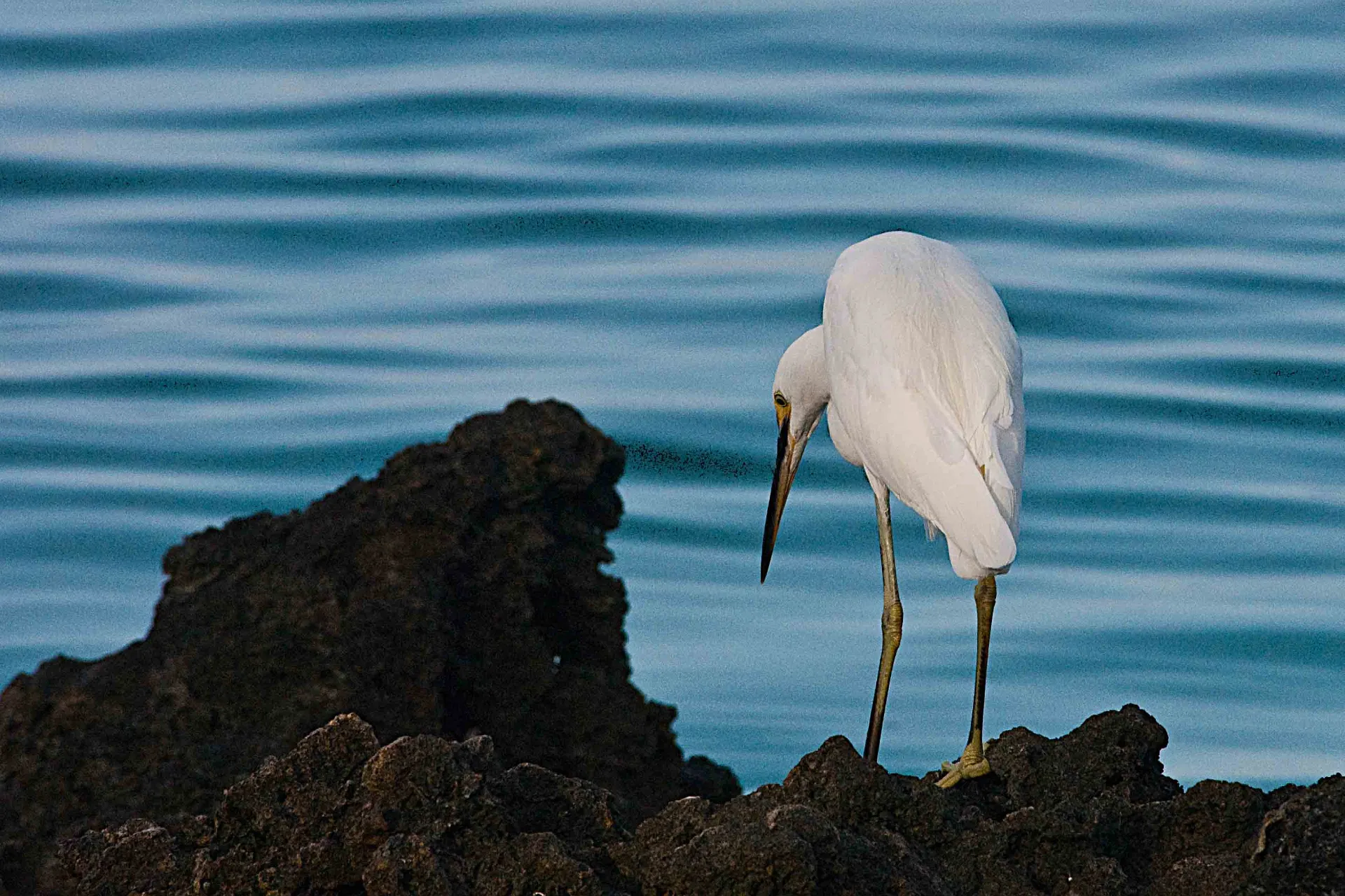 Aldabra-hejren – øernes sjældne fugl. Denne unikke hejre lever kun på Aldabra-atollen og findes i både hvid og mørkegrå variant