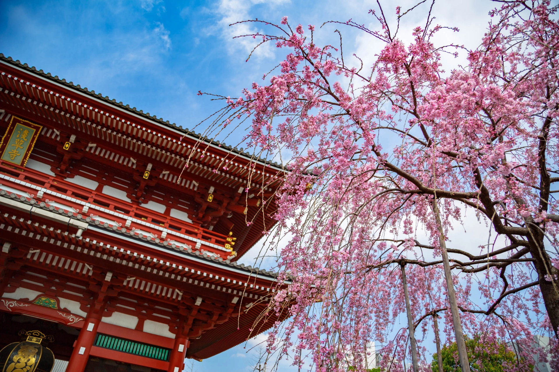 Kirsebærtræer i blomst ved Asakusa Kannon-templet