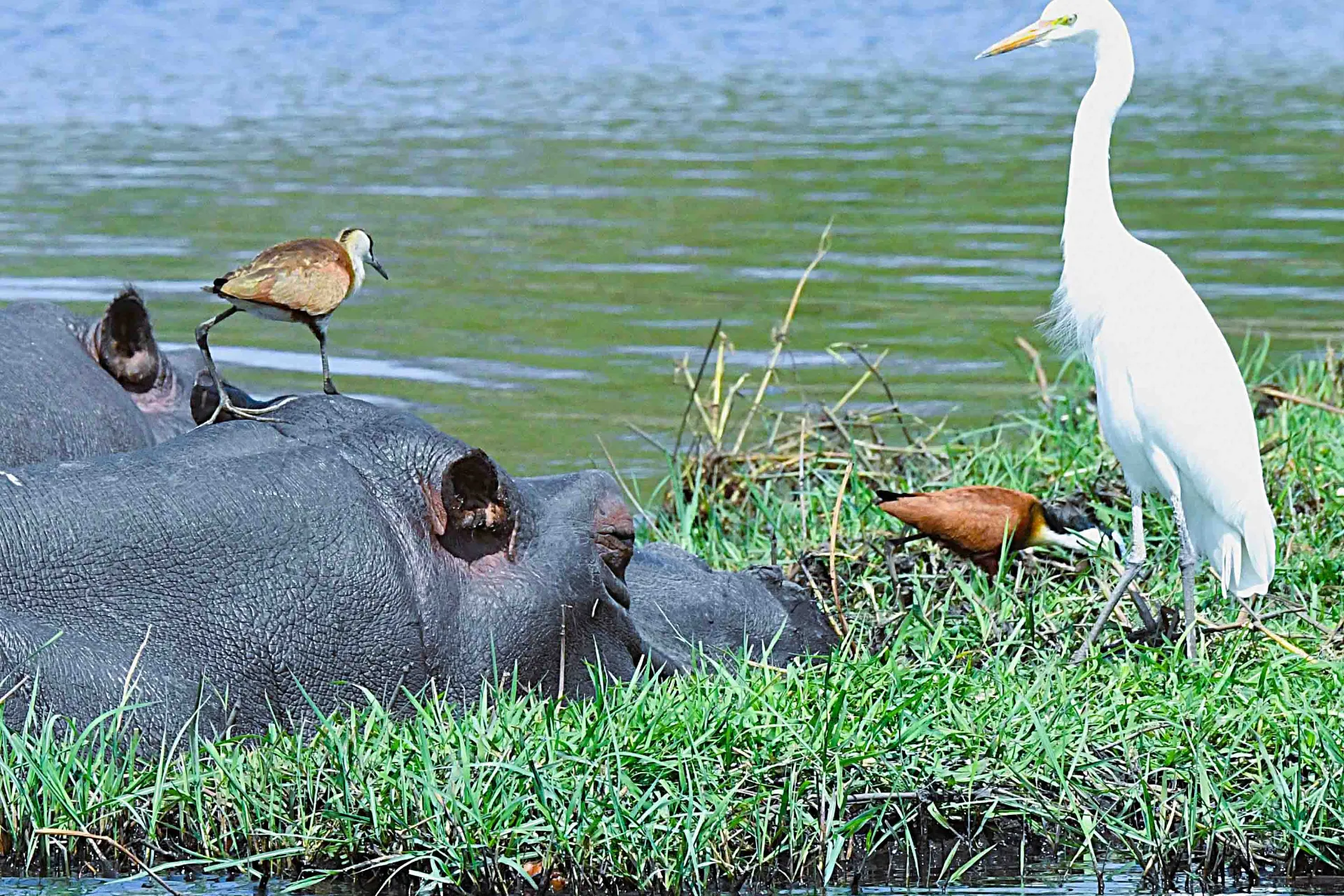 Flodhesten og fuglene har glæde af hinanden