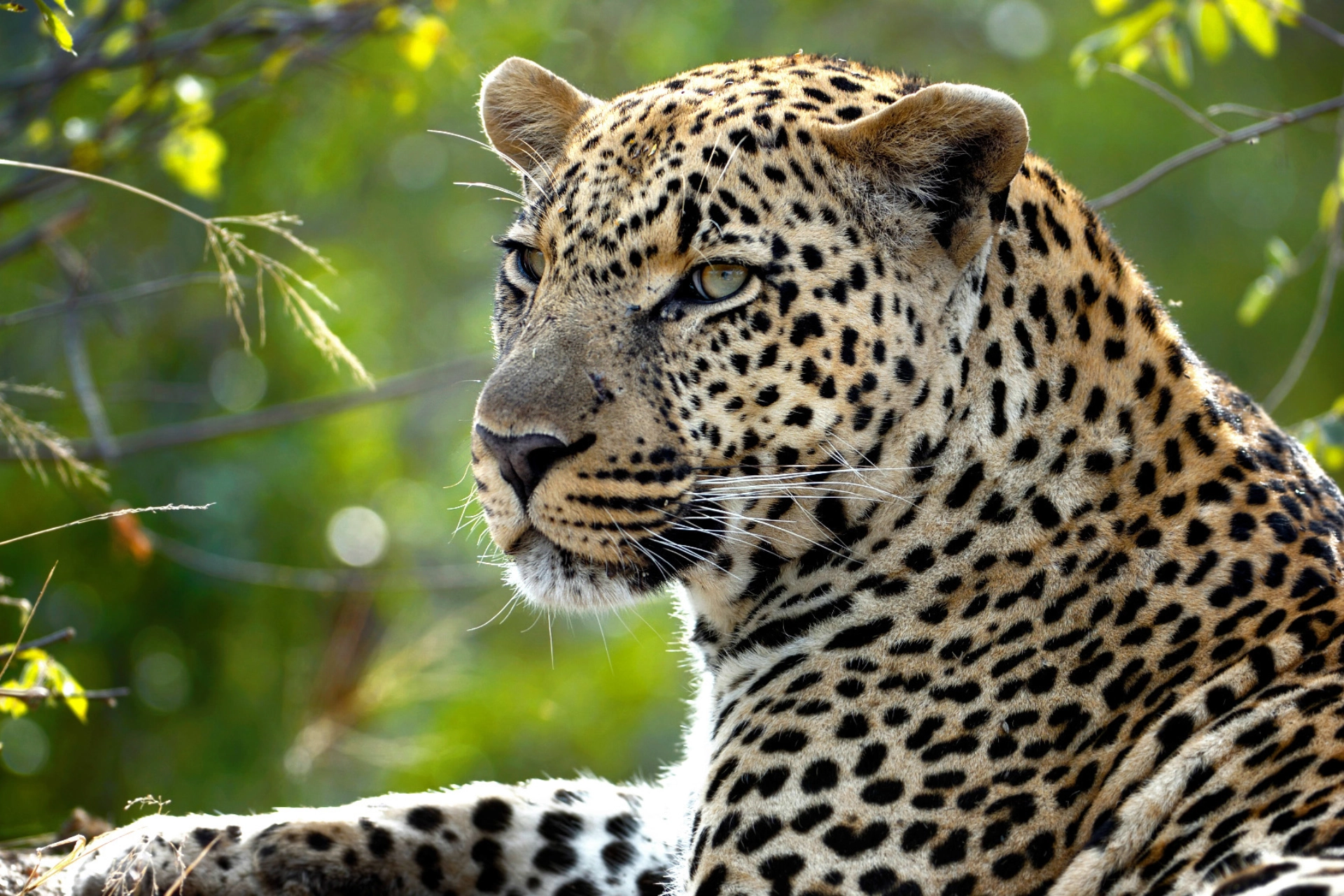 Der findes leoparder næsten overalt i Afrika