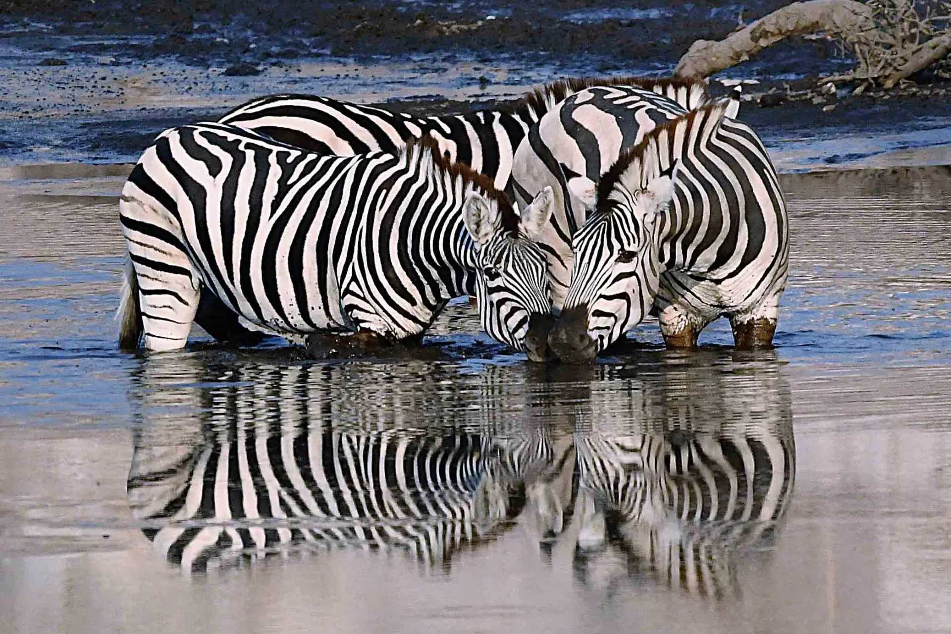 Zebraerne bader tæt sammen