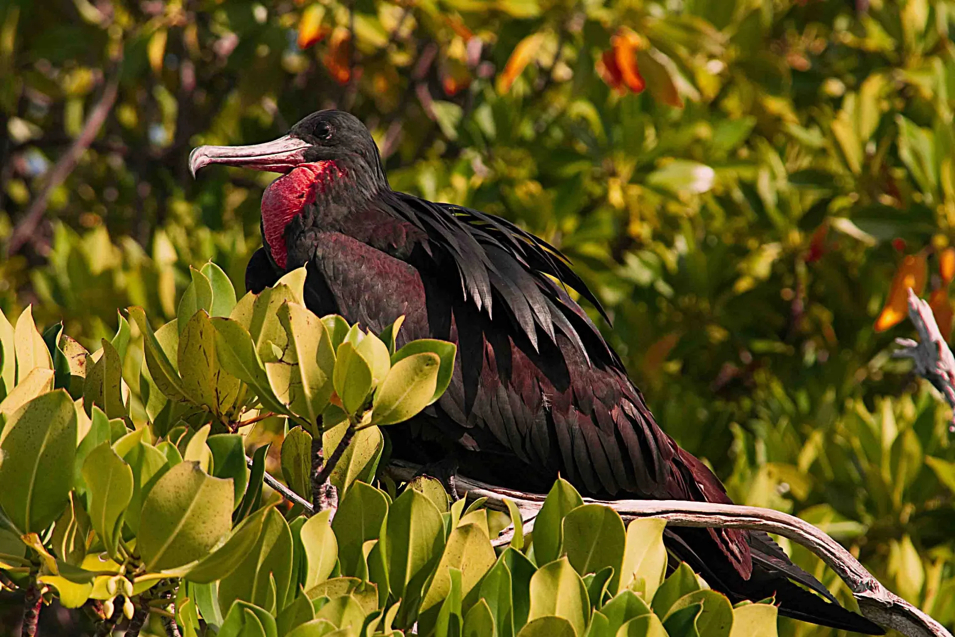 Stor Fregatfugl – kan svæve i luften i flere dage uden at lande