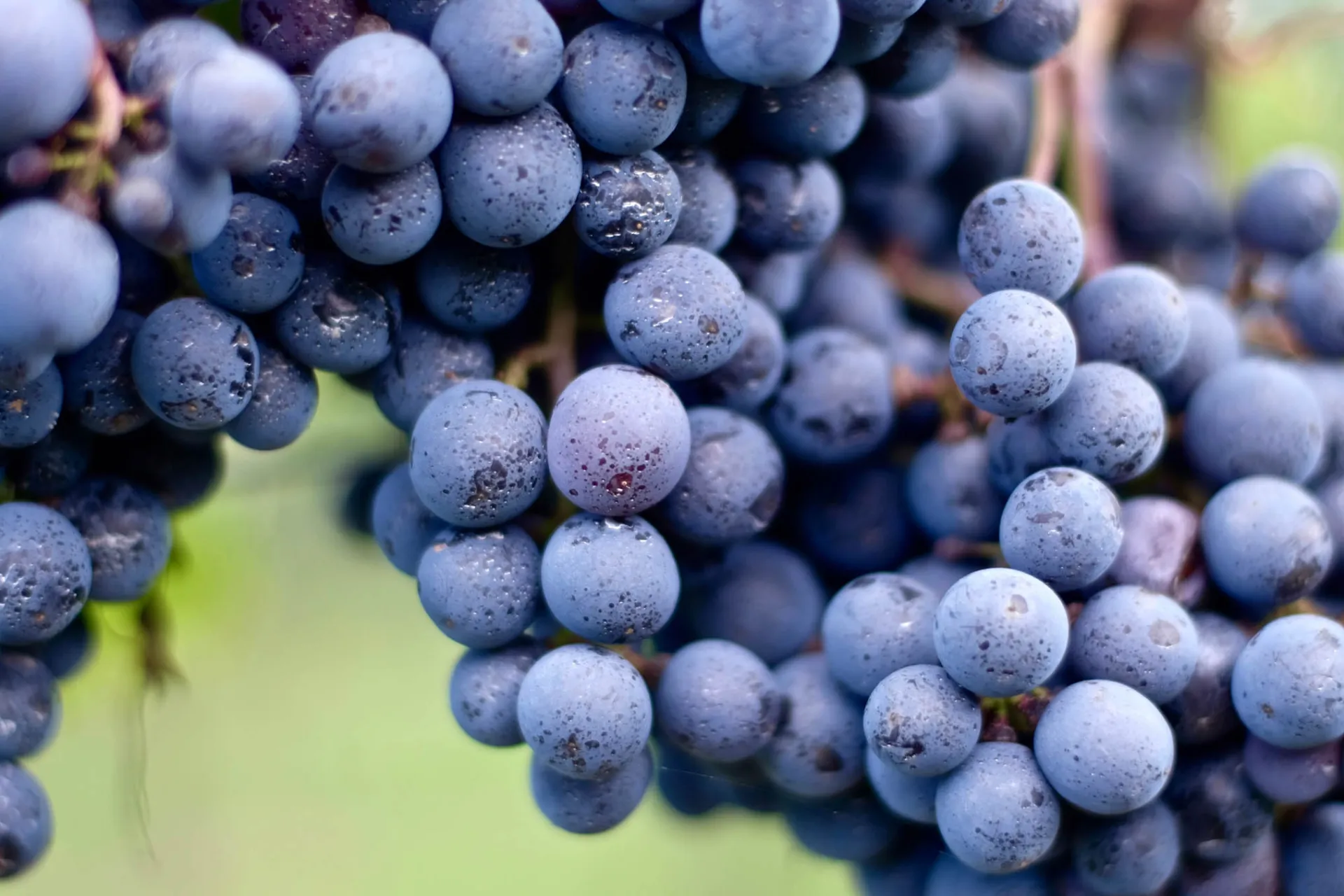 Der produceres årligt ca. 2,5 mio kasser vin à 9 liter