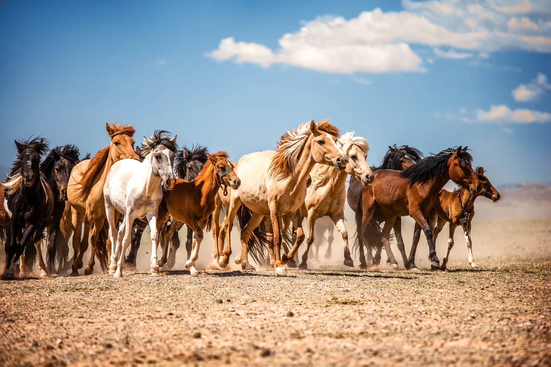Vilde heste i Gobi-ørkenen