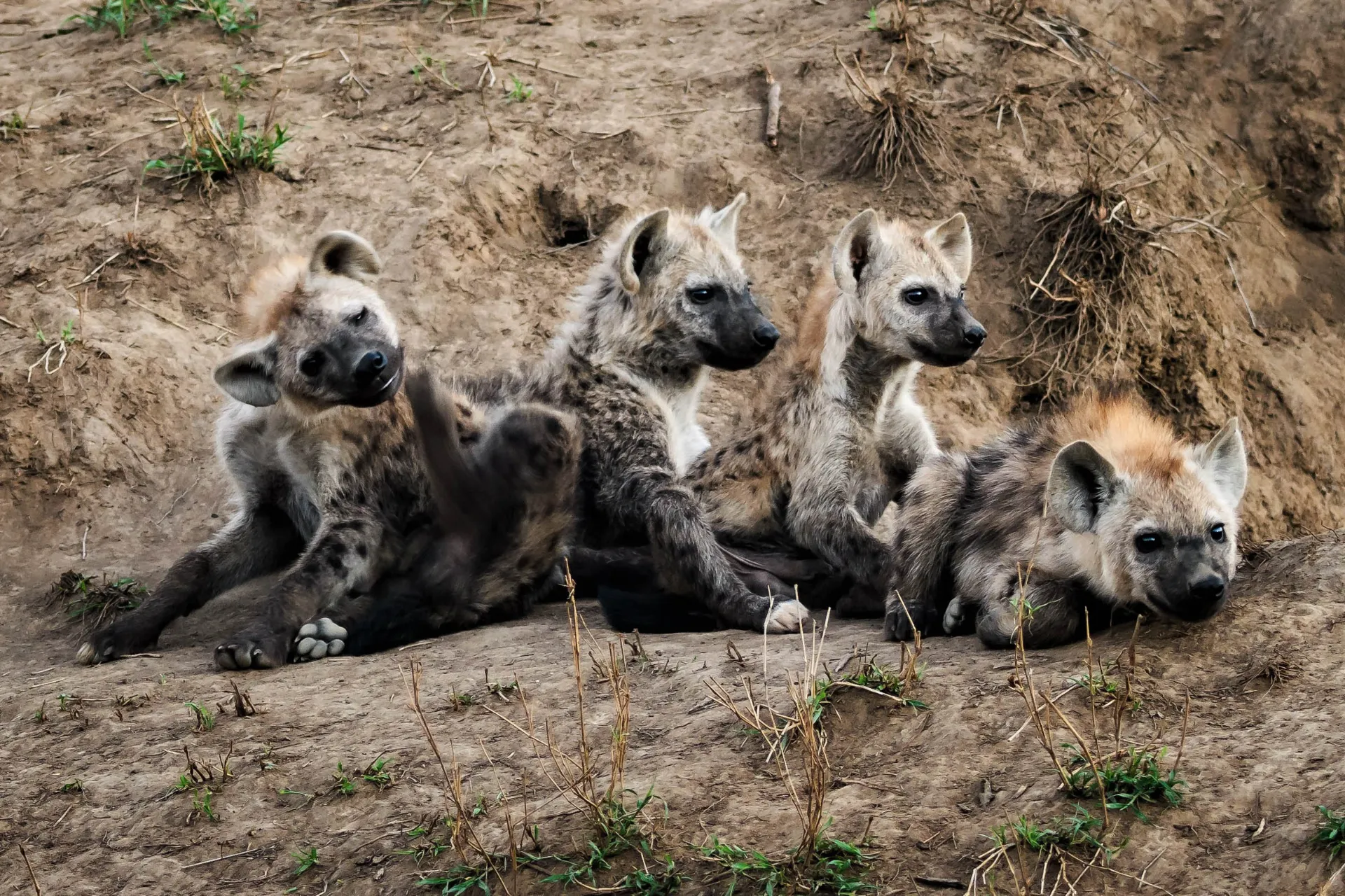 En flok vilde hunde slapper af - men holder øje En flok vilde hunde slapper af - men holder øje
