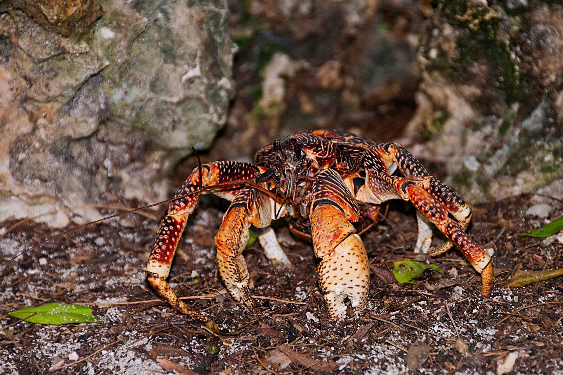 Kokoskrabben – øernes kæmpe - Verdens største landkrabbe kan åbne selv de hårdeste kokosnødder