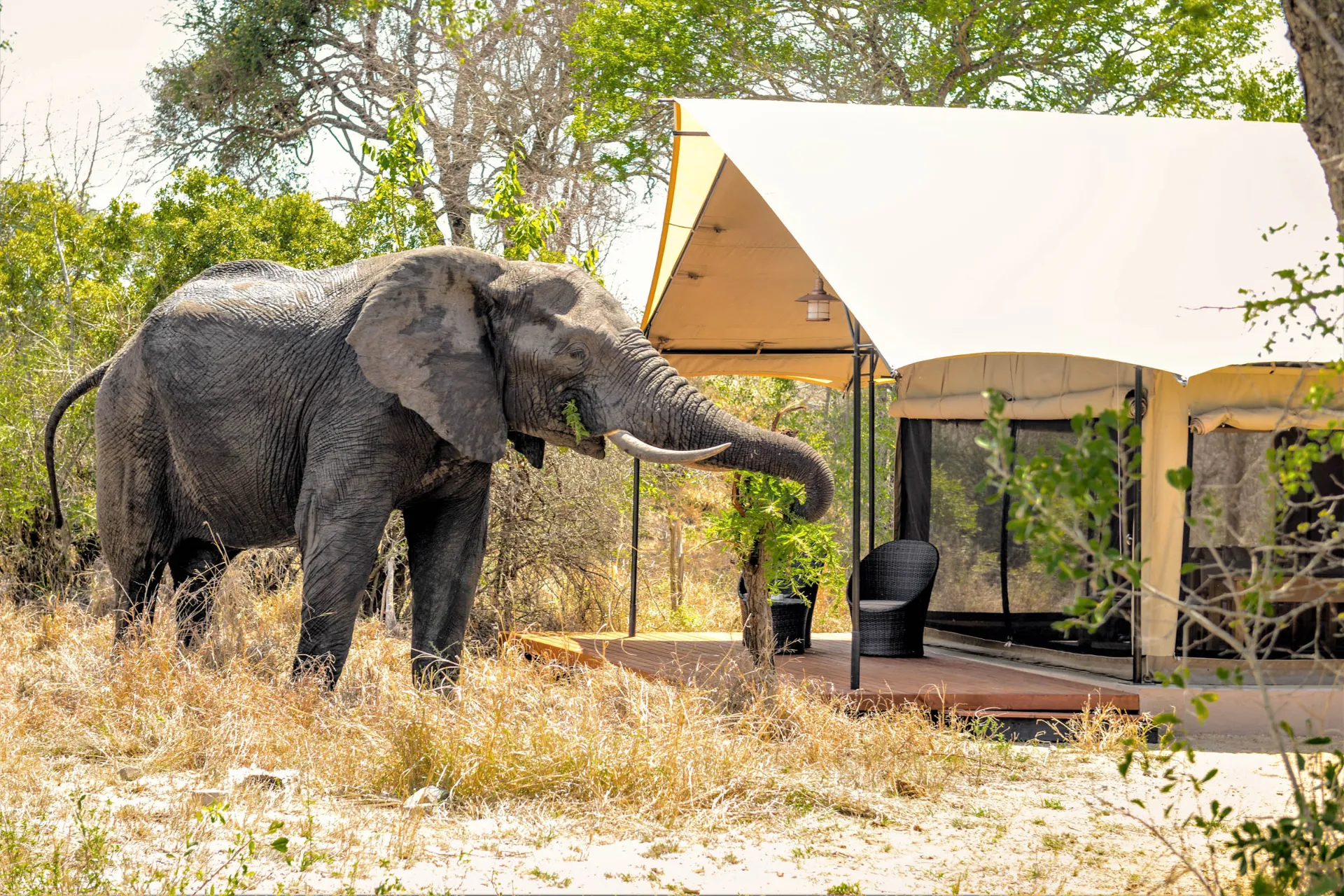 Elefant finder føde foran teltet Elefant finder føde foran teltet