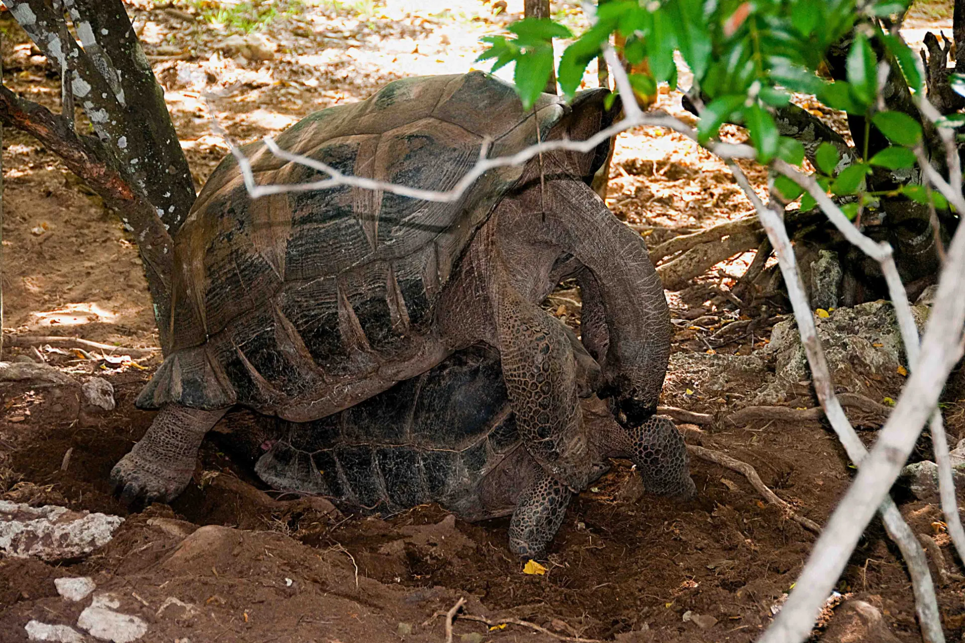 Aldabra-kæmpeskildpadder kan blive over en meter og veje op til 250 kg - og der er flere på vej