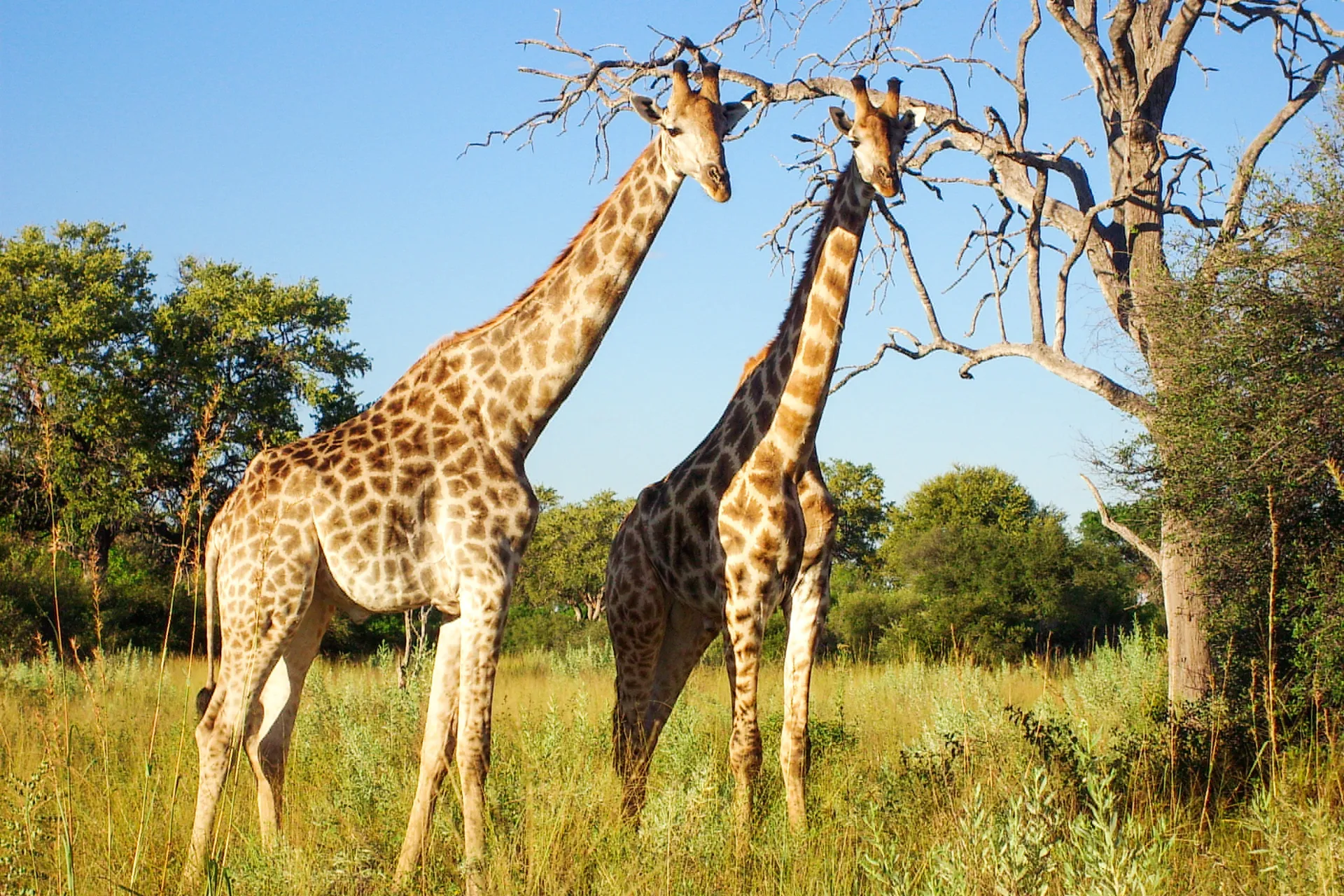 Girafferne er de højeste dyr i verden og bliver 5,5 - 6 meter høje
