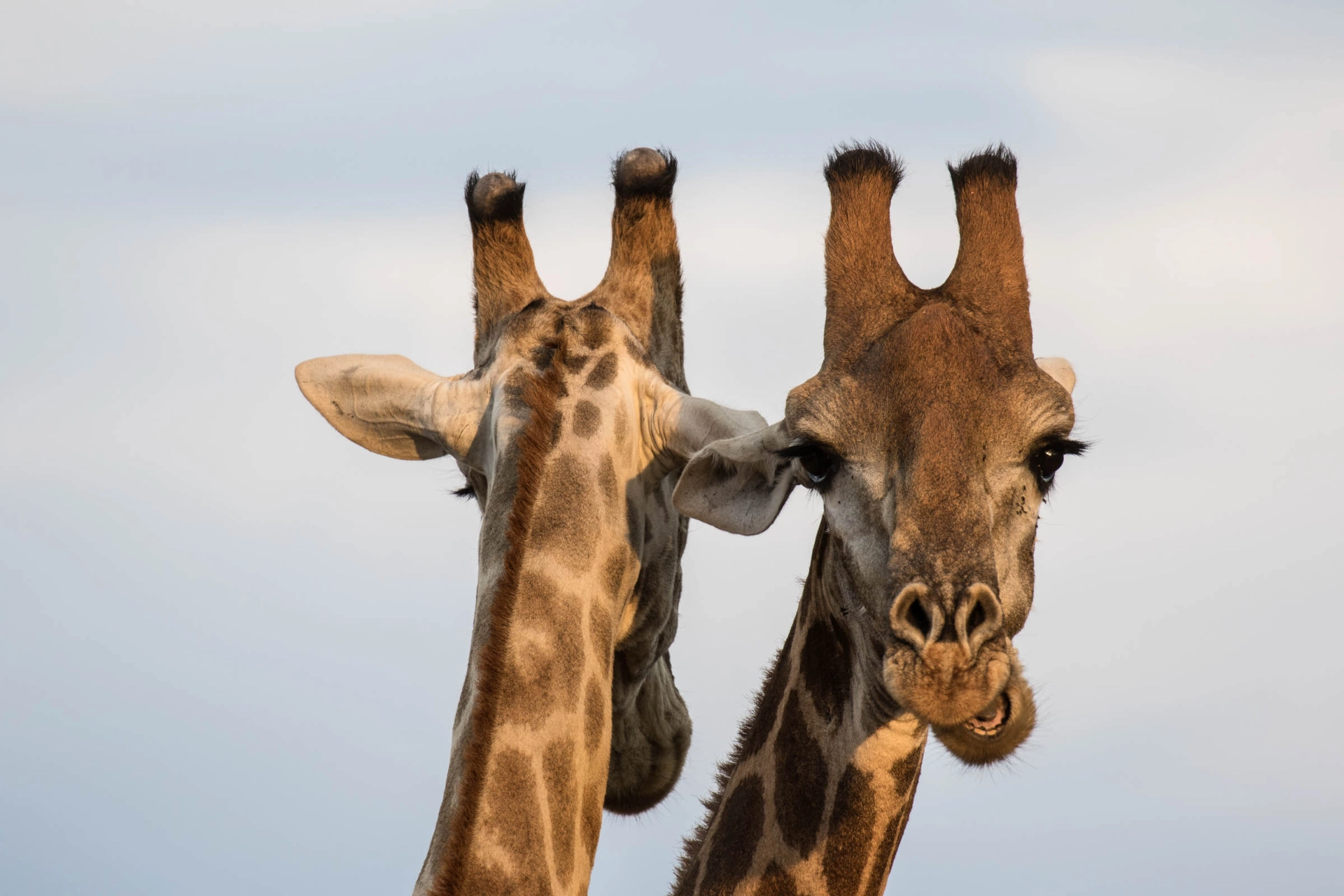 Giraffernes hanner bruger bl.a. hornene i kamp