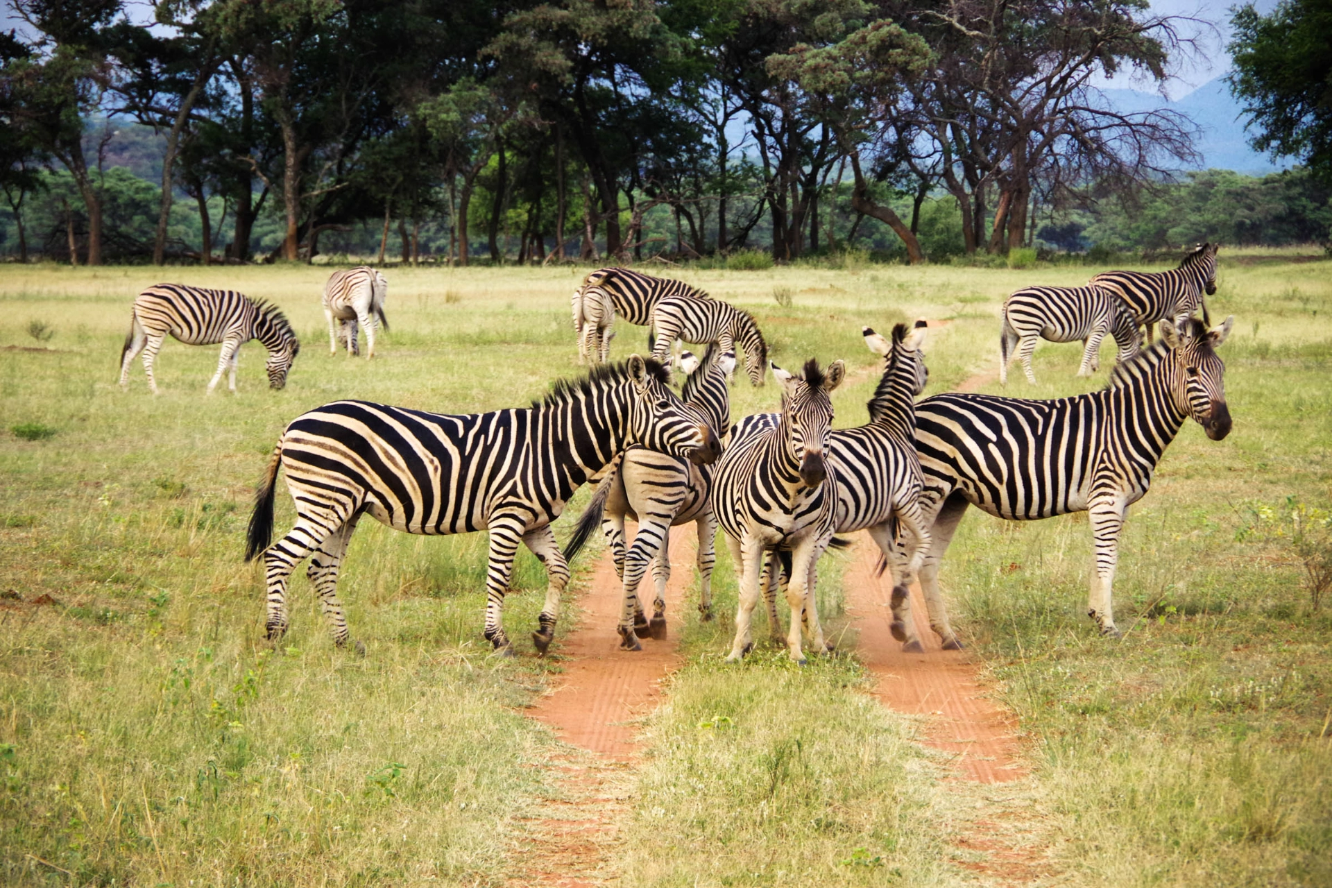 Zebraerne lever i flokke - ofte sammen med gnuer