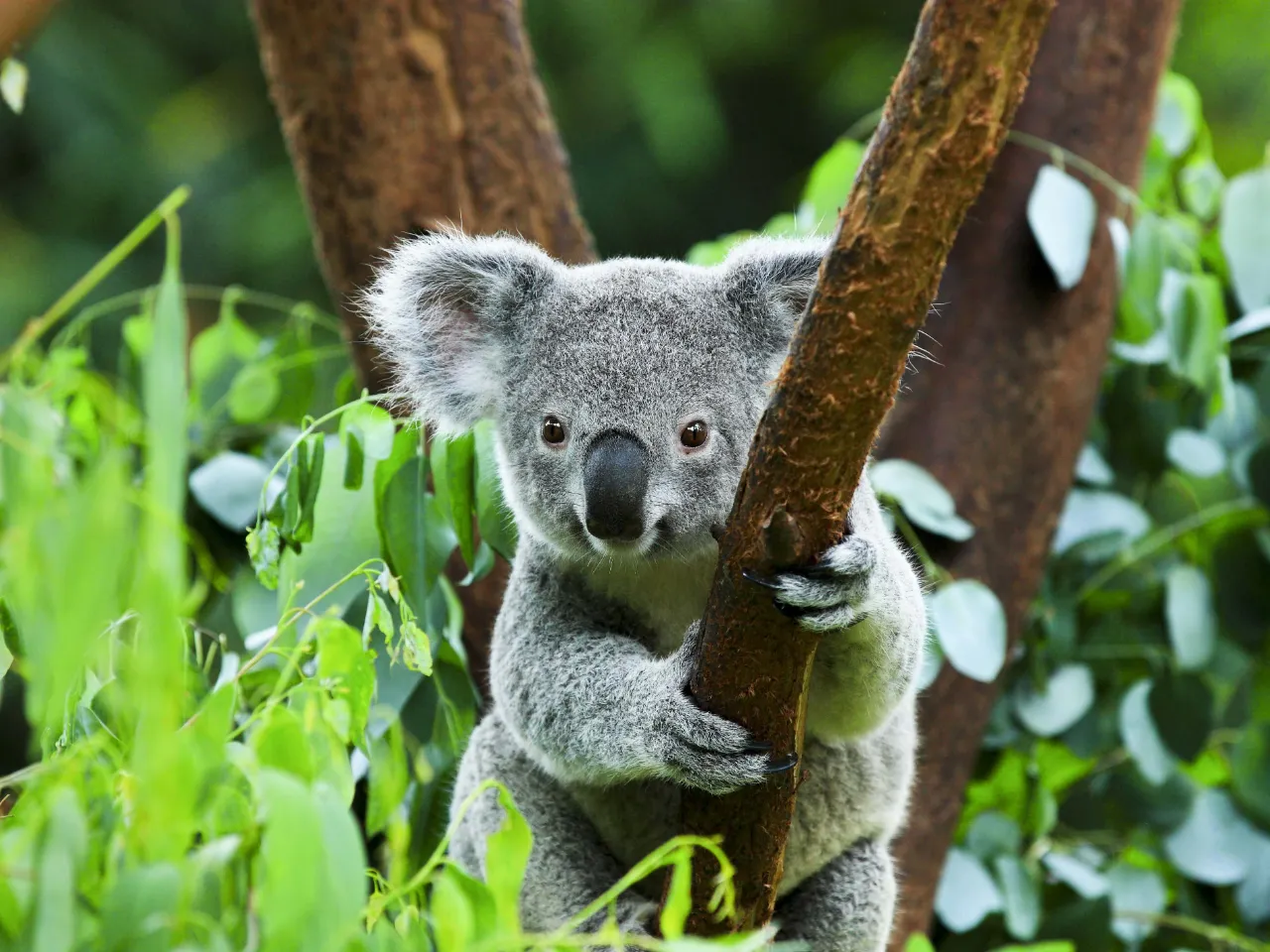 Koalaen er et trælevende pungdyr, som hovedsageligt lever af eukalyptus blade