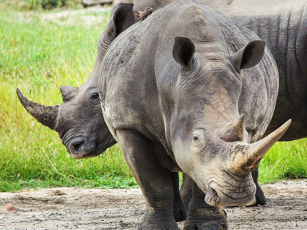 To hvide næsehorn - med den brede mund To hvide næsehorn - med den brede mund