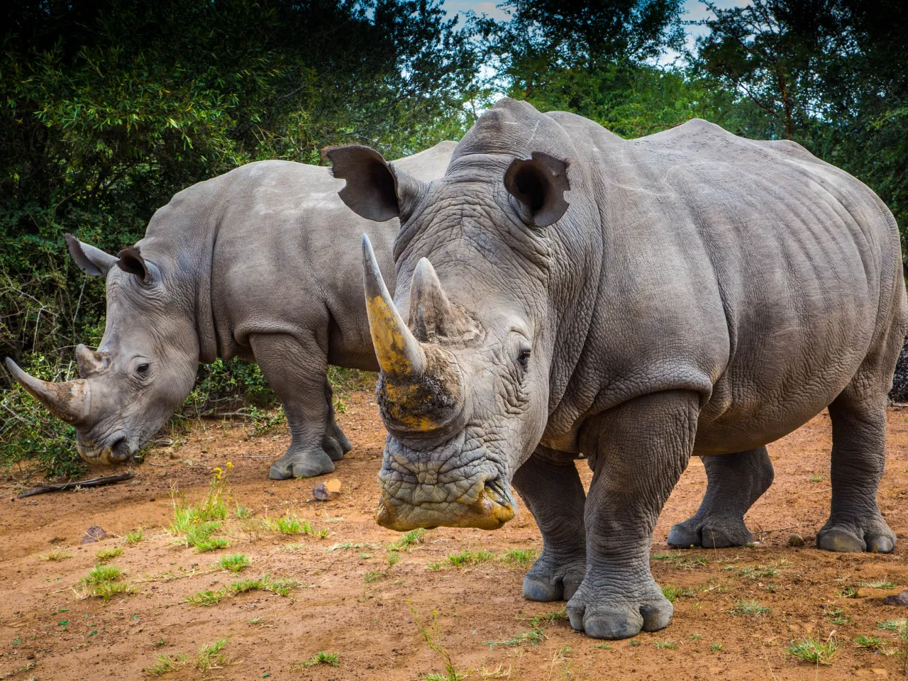 Hvide næsehorn - navnet henviser ikke til farven, men til den brede mund (engelsk: wide)