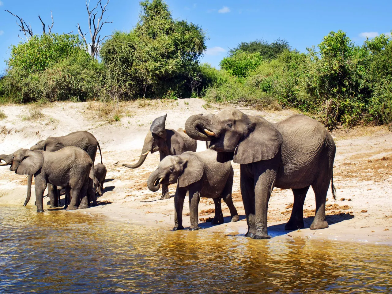 Elefanterne slukker tørst