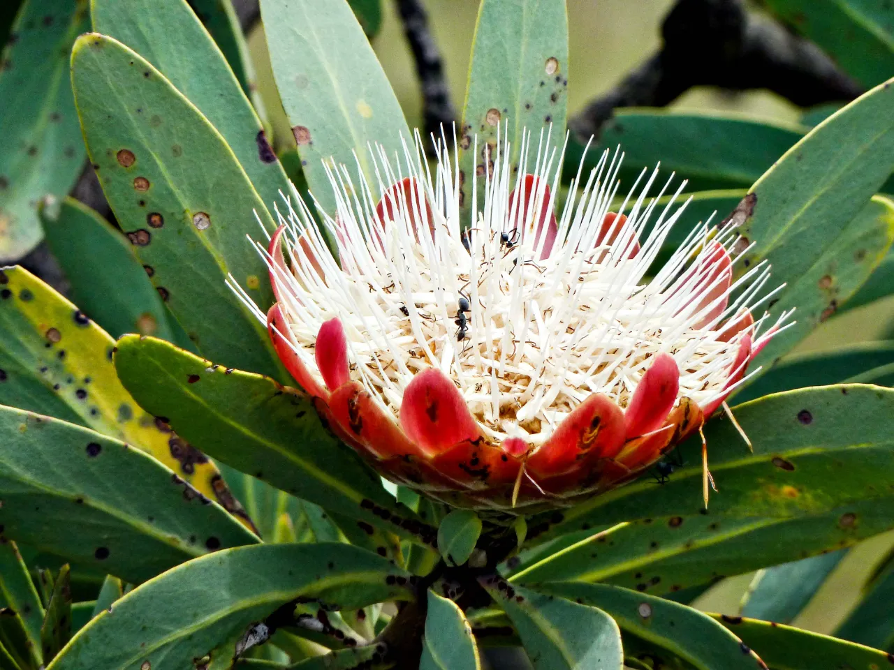 Sydafrikas nationalblomst Protea