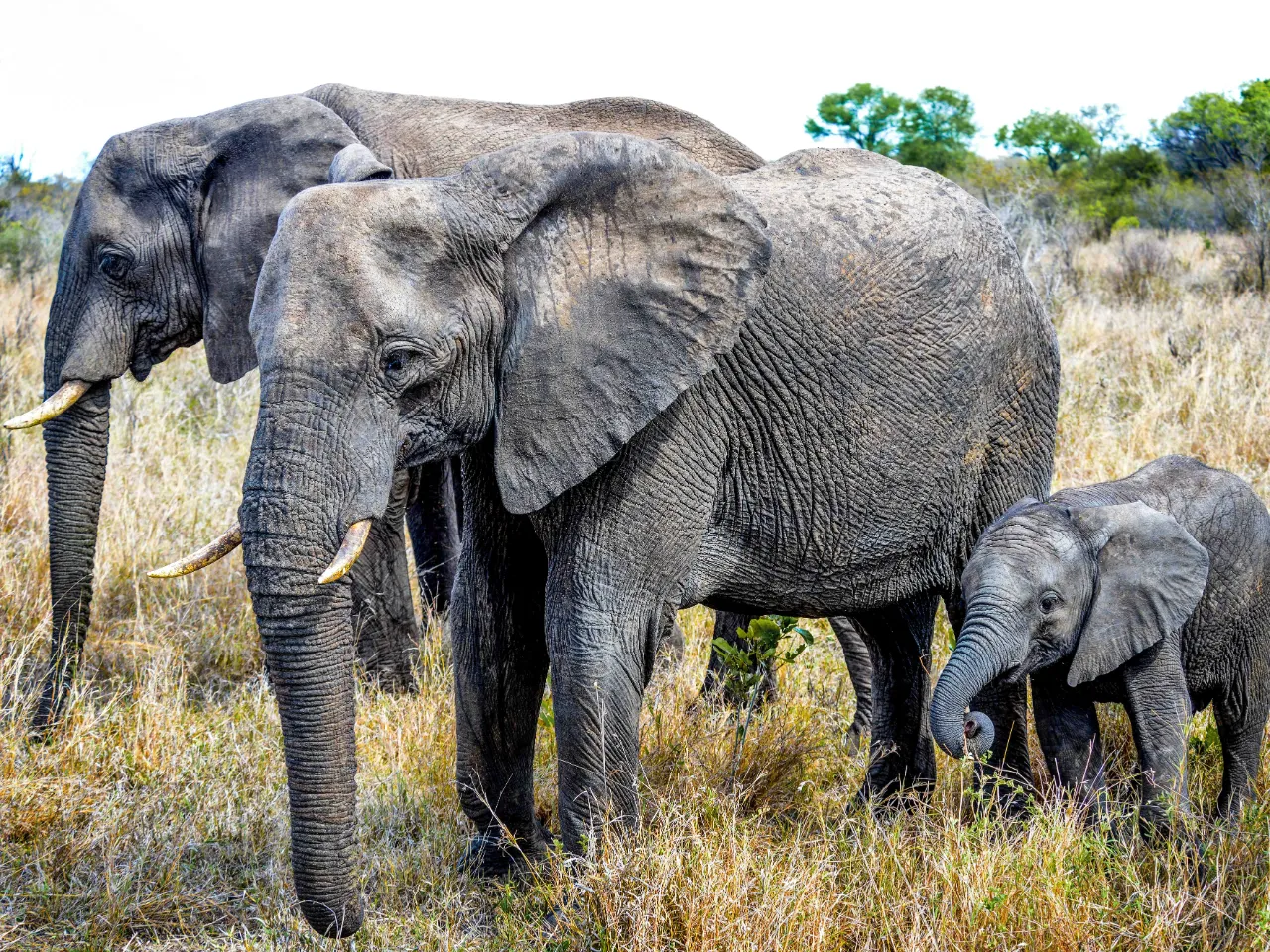 En elefantunge hedder en elefantkalv og vejer mellem 70-90 kilo ved fødslen En elefantunge hedder en elefantkalv og vejer mellem 70-90 kilo ved fødslen