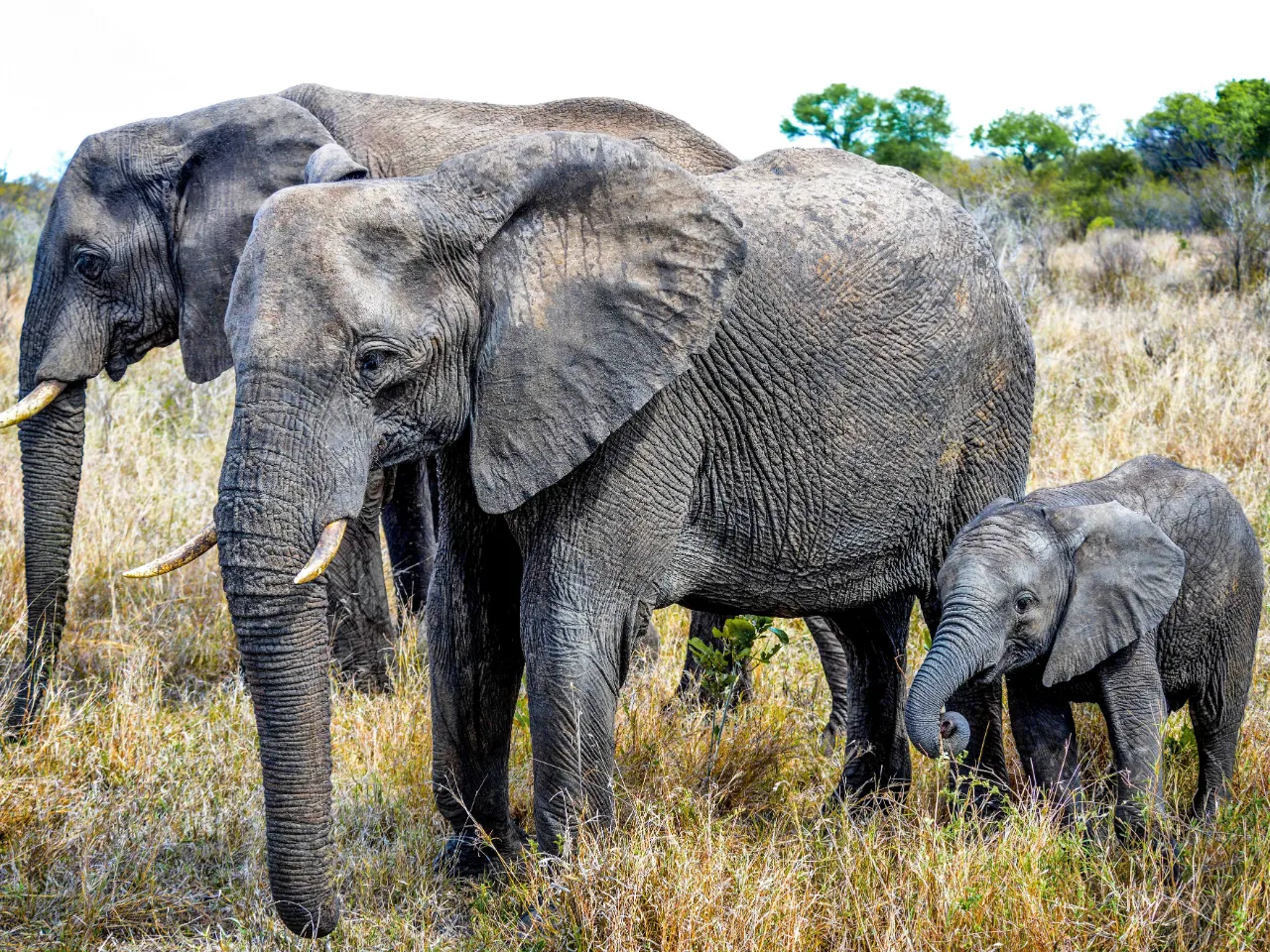 Elefantens unge hedder en elefantkalv