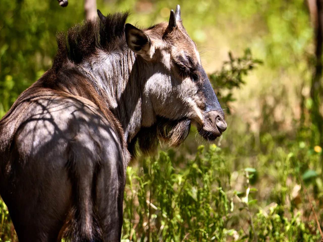 Gnuen har fået sit navn på grund af dens lyd