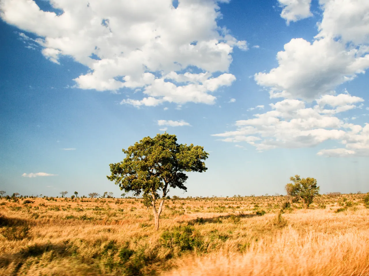 Nyd den afrikanske savanne