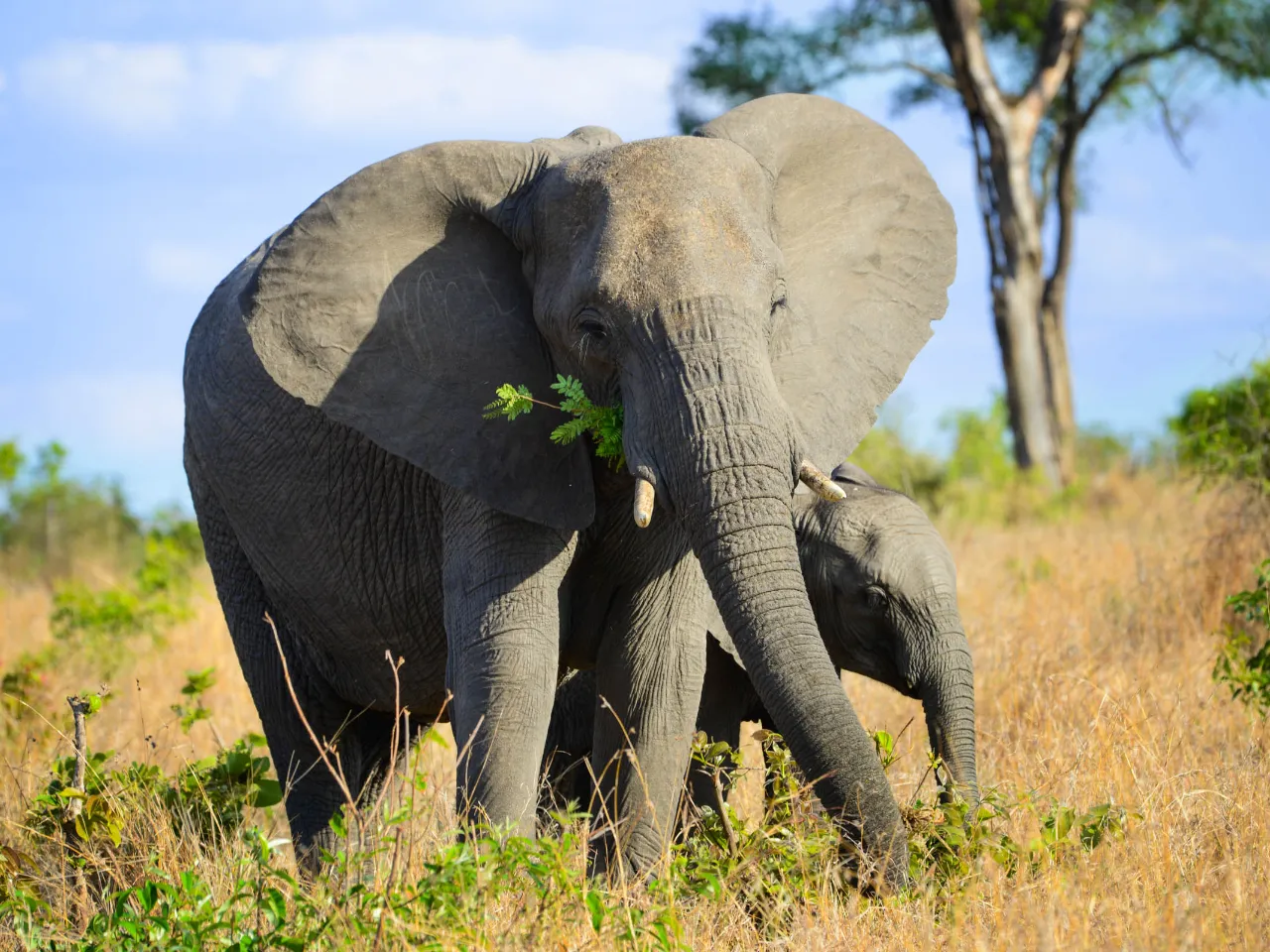 Elefantens ører kan blive op til 1,5 meter lange og hjælper med at regulere kropstemperaturen