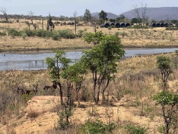 Waterbucks fouragerer ofte ved vand, som en flugtvej for rovdyr