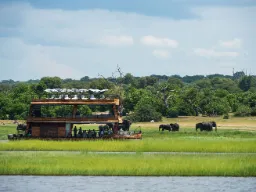 Fra båden studeres de græsssende elefanter på bredden
