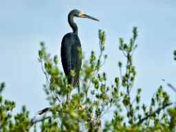 Revhejren er en dygtig jæger