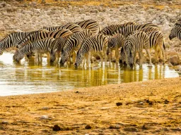 Zebraen drikker typisk 20–30 liter vand om dagen Zebraen drikker typisk 20–30 liter vand om dagen