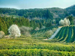 Temarkerne i Boseong bølger sig smukt Temarkerne i Boseong bølger sig smukt