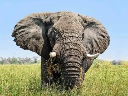 Den afrikanske elefant har store ører i modsætning til dens indiske artsfælle