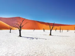 Deadvlei i Sossusvlei var en sø for ca. 650 år siden -træerne er udtørrede og derfor ikke rådnet