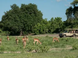 Impalaer græsser med tilskuere på