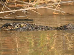 Krokodillen ligger ofte skjult i vandkanten, klar til at overraske sit bytte