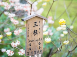 Zenhave i Kyoto 